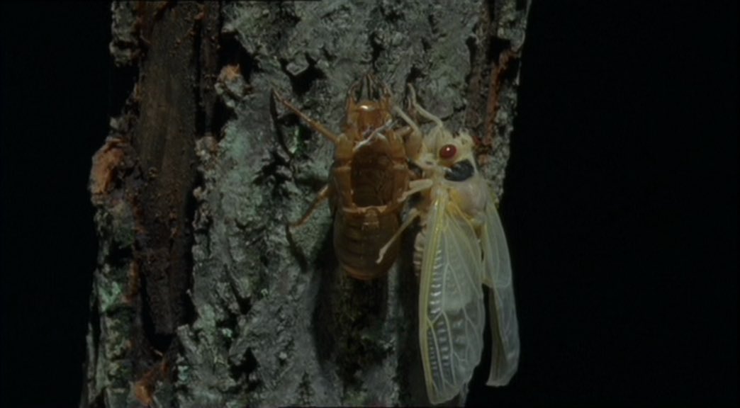 Cicada time