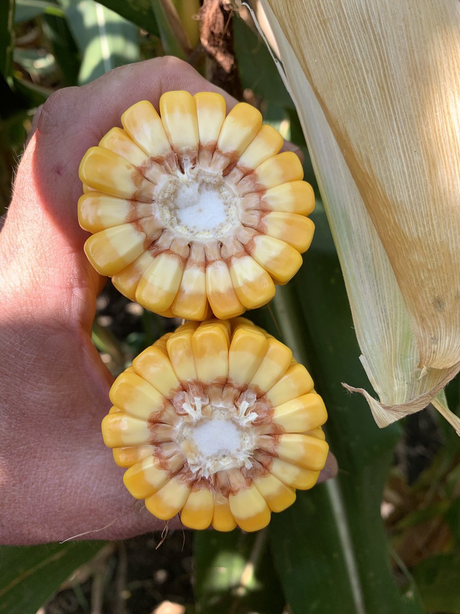 Don’t over estimate the starch line. Another 2 weeks of grain fill for sure on this ear and more watering.