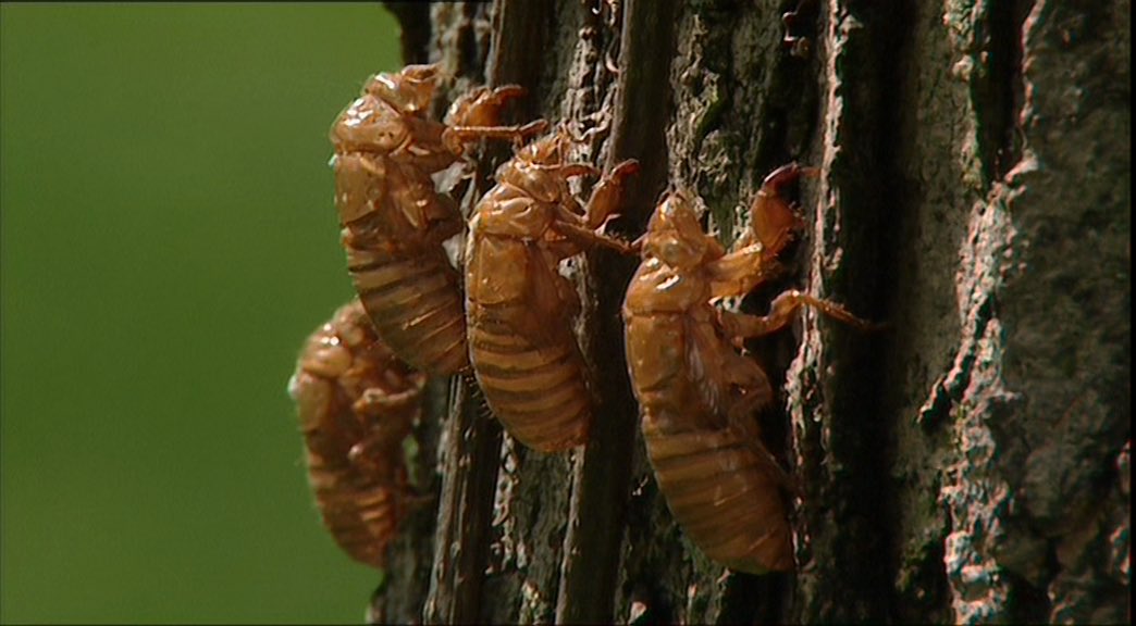 Cicada time
