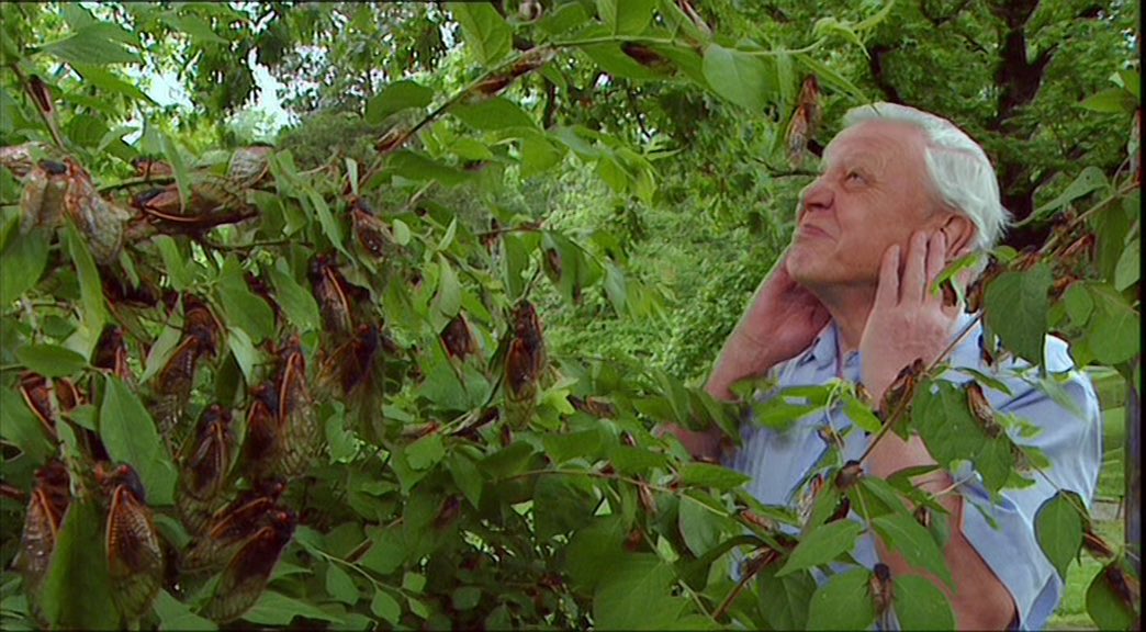 This episode ends on a pretty funny note. Attenborough starts leading the cicadas around by imitating the females (via snapping)