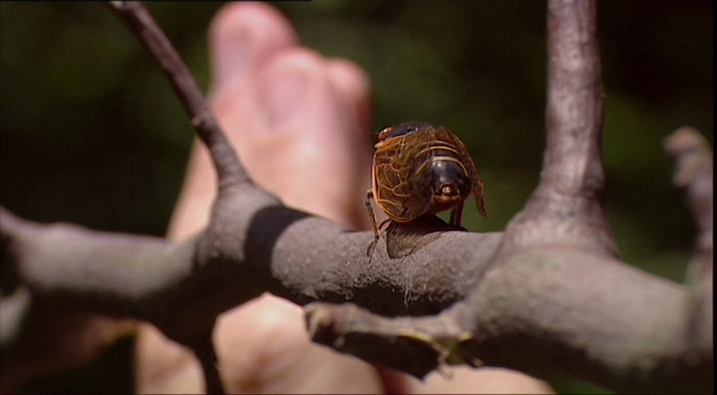 This episode ends on a pretty funny note. Attenborough starts leading the cicadas around by imitating the females (via snapping)