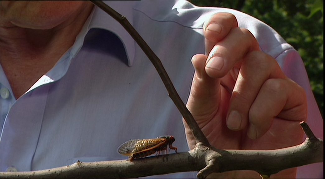 This episode ends on a pretty funny note. Attenborough starts leading the cicadas around by imitating the females (via snapping)