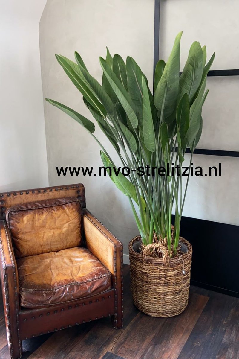WOONPLANT van de maand SEPTEMBER is de STRELITZIA 😍

mooiwatplantendoen.nl
mvo-strelitzia.nl

Extra vraag?
MVO-Strelitzia heeft een ruim aanbod XL Strelitzia reginae planten, dus vraag hier naar bij uw leverancier.