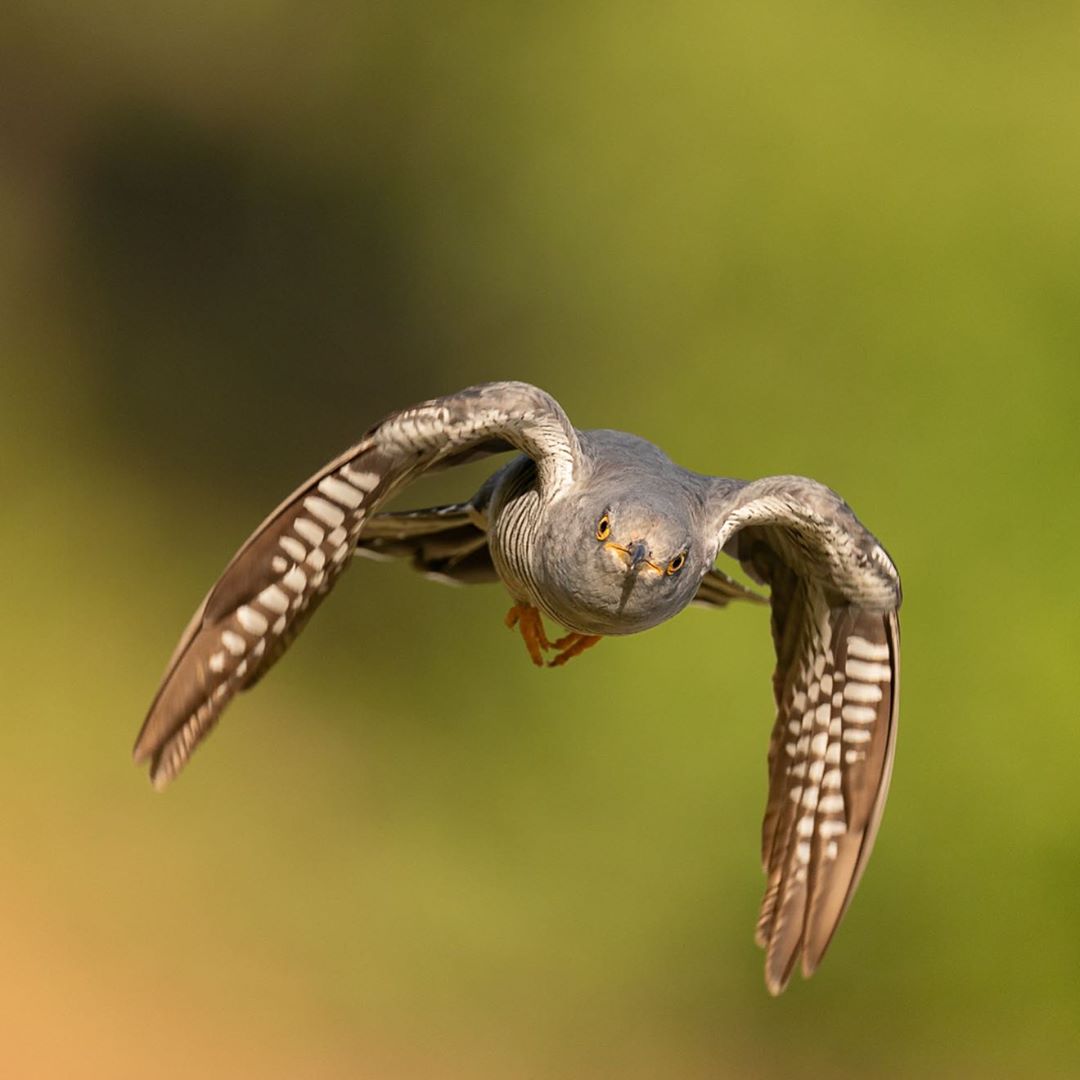 Our faces when we remember we're back to work tomorrow after a long weekend... Thanks to instagram.com/johngubbins123 for this very relatable cuckoo photo! 📷