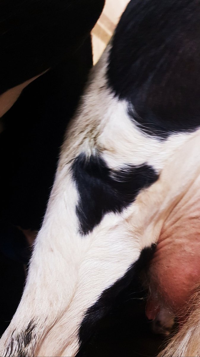 "Do all things with love" #teamdairy #farmHer #arlafarmer #calving2020