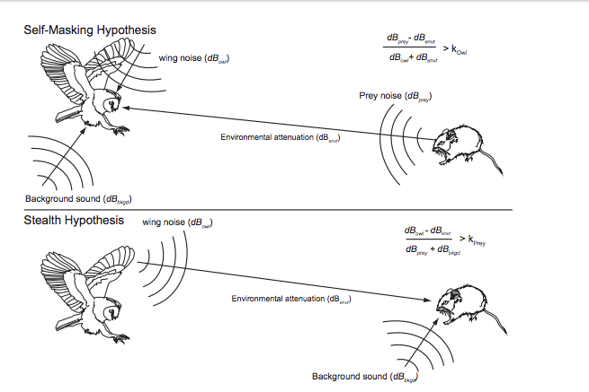 'What function does silent flight serve, and why has it
evolved?' 

doi.org/10.1093/iob/ob…
by Clark, LePiane & Liu

see their research via 
animalaeroacoustics.ucr.edu

#owls #aeroacoustics #birds #evolution #organisms #biology #AcademicTwitter #sciencetwitter