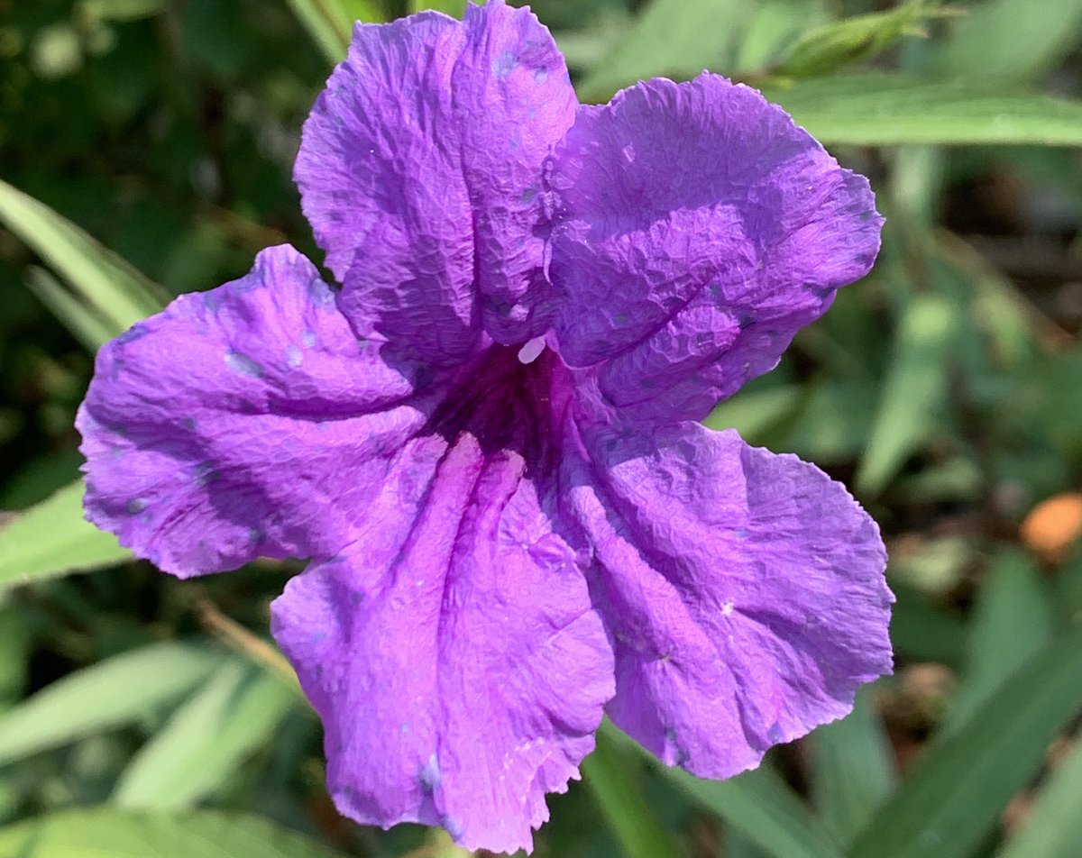 Lynn Hatamiya tweet media