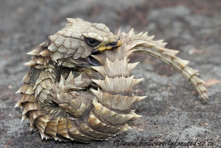 armadillo lizard sale armadillo lizard sale