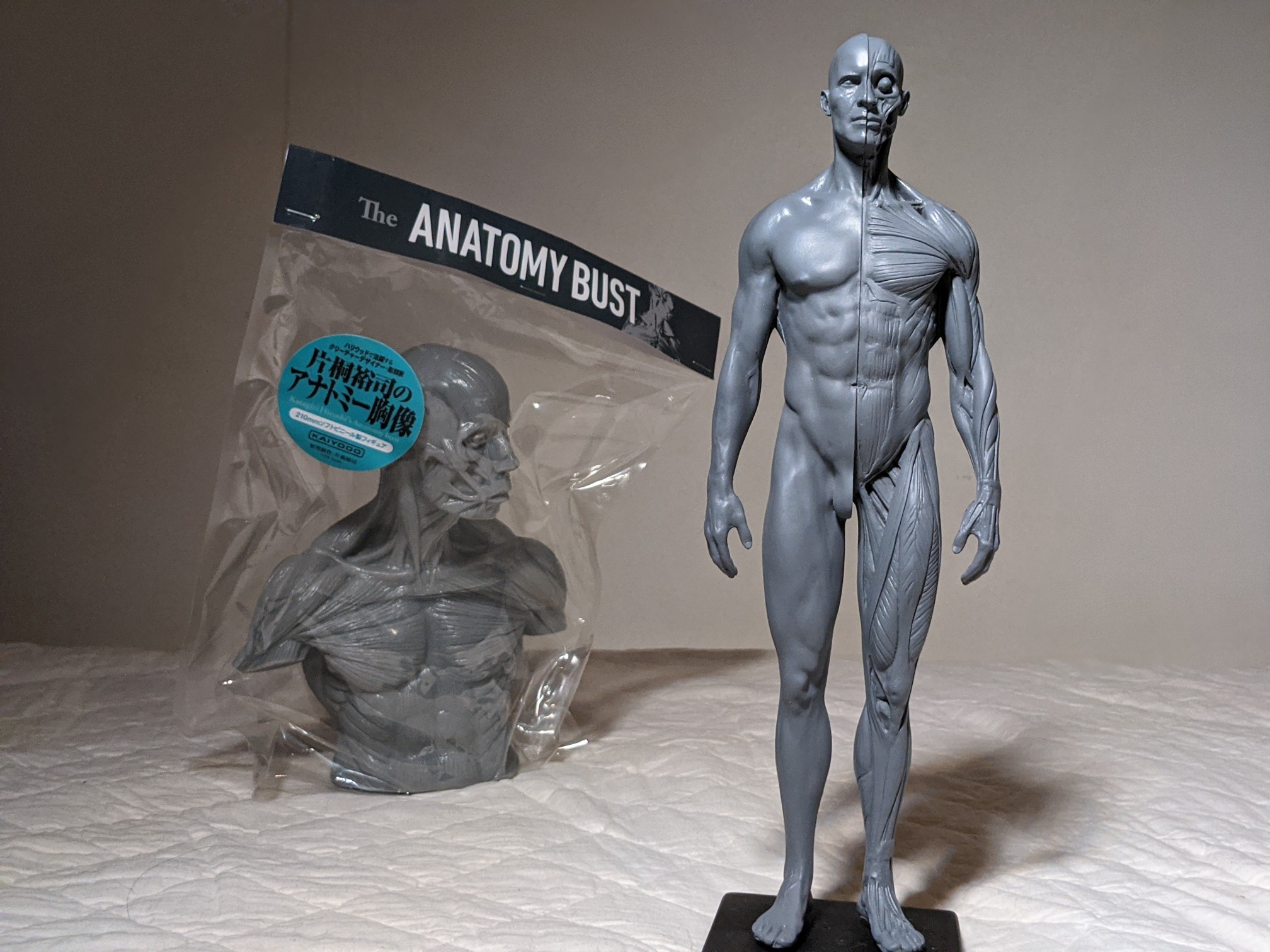 片桐裕司アナトミーフィギュアグレーペイント版- 片桐裕司アナトミーフィギュアグレーペイント版-