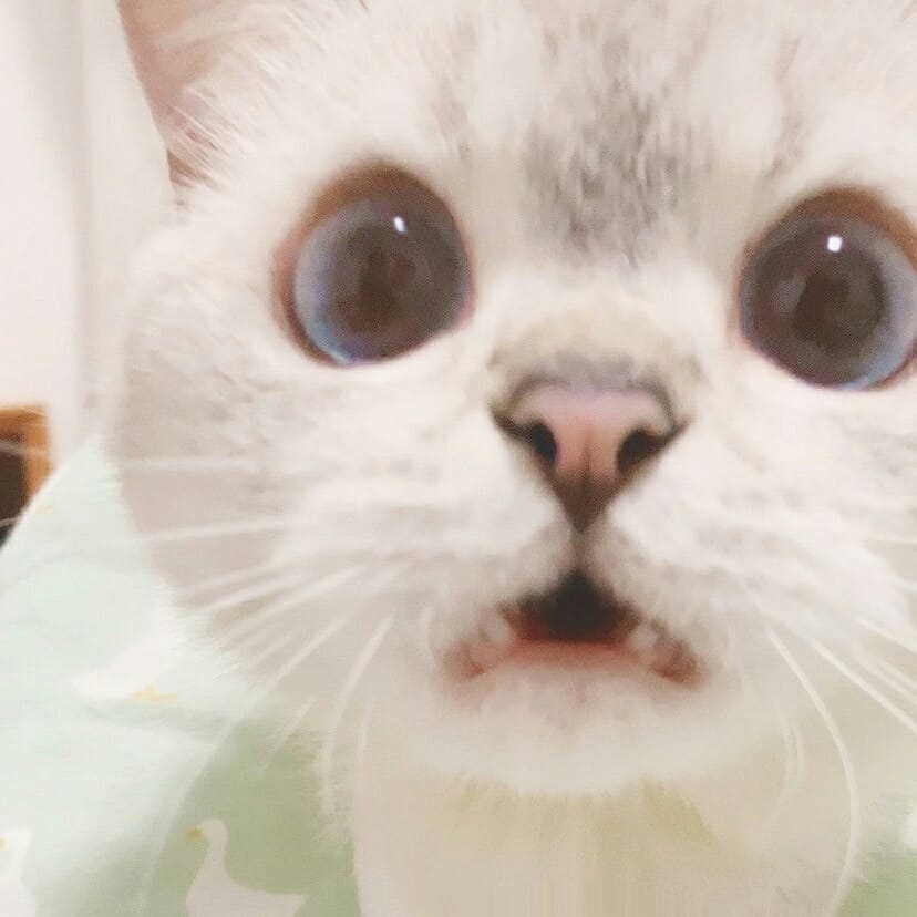 Chanyeol quickly takes Sprinkles on his other hand before he cries. It worries sunbae when the litters cry and if he knew Chanyeol was the reason why, he'll probably sleep alone in their bedroom because sunbae will choose to sleep in his cat form. "Nyanyoo Spims is thwombie!"