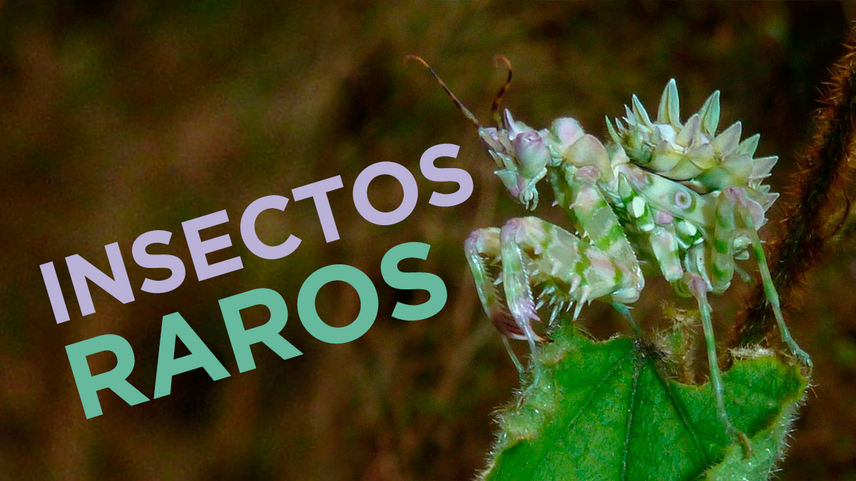 plagiser's tweet image. Existen millones de especies diferentes de insectos y algunas de ellas tienen un aspecto distintivo que llama la atención por lo curioso que es.
🦋🐞🐜🦟🦗🕷🕸🦂🐌🐛🐝
Te presentamos los más llamativos.
➡️➡️➡️ plagiser.com/es/blog-plagis…