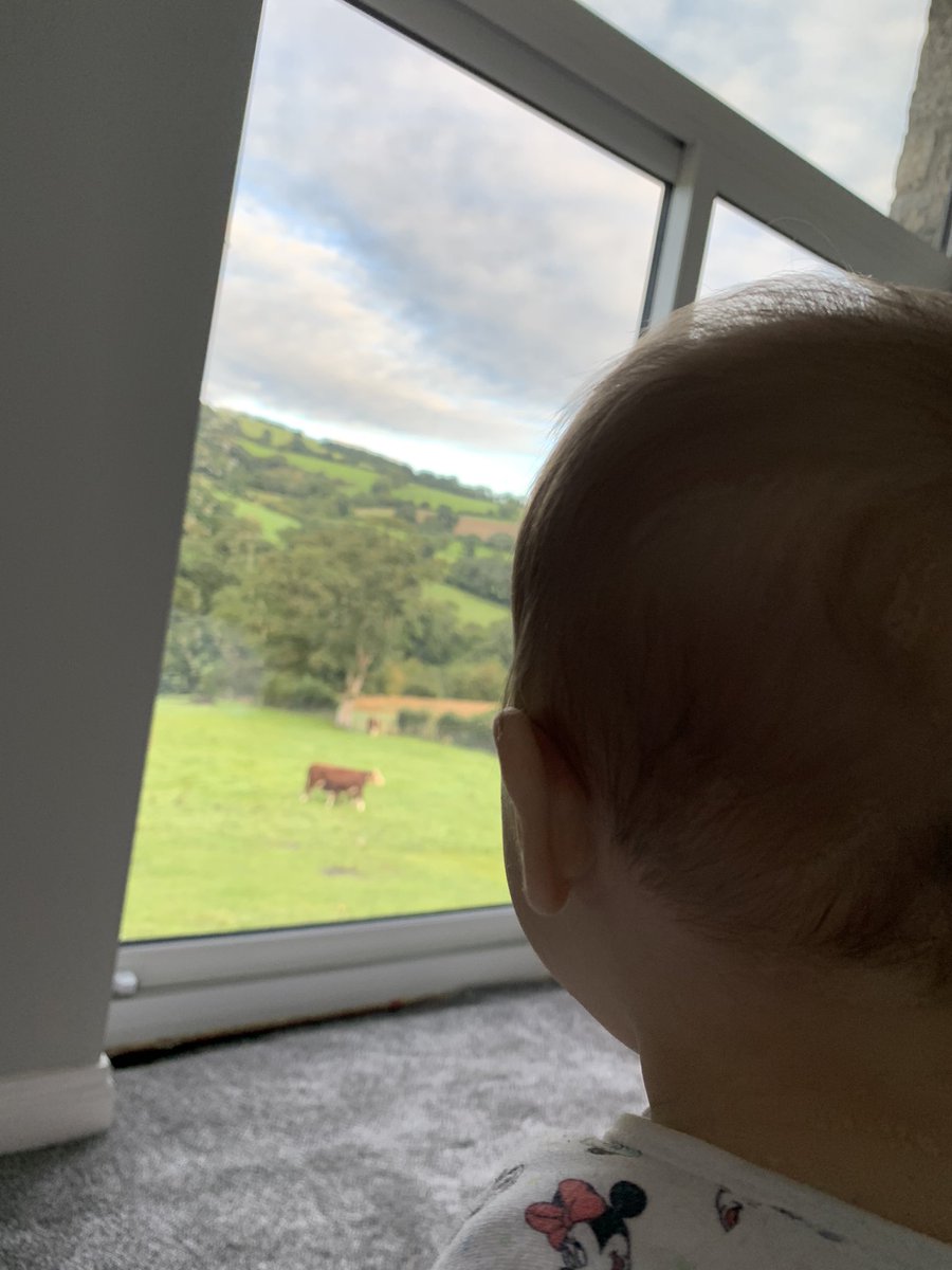 al_hughesy's tweet photo. Checking her Herefords ๐โฃ๏ธ
#BankHolidayMonday #welshviews
#NorthWales #herefordcattle #gazannaherefords https://t.co/HZ3wEcwLlz