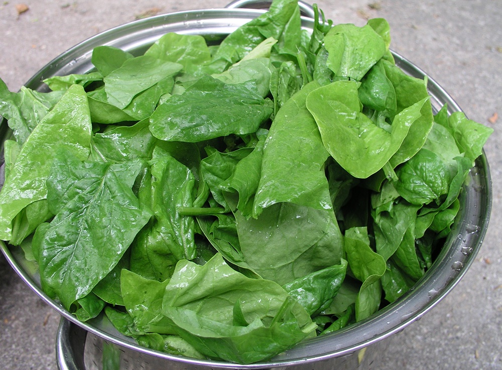 SQDG is one of the most abundant organic sulfur compounds in the biosphere (production rate of 100,000,000,000 tons per year!) and can represent up to a third of the total lipids in leafy green vegetables  #spinach  #lettuce  #greenonion