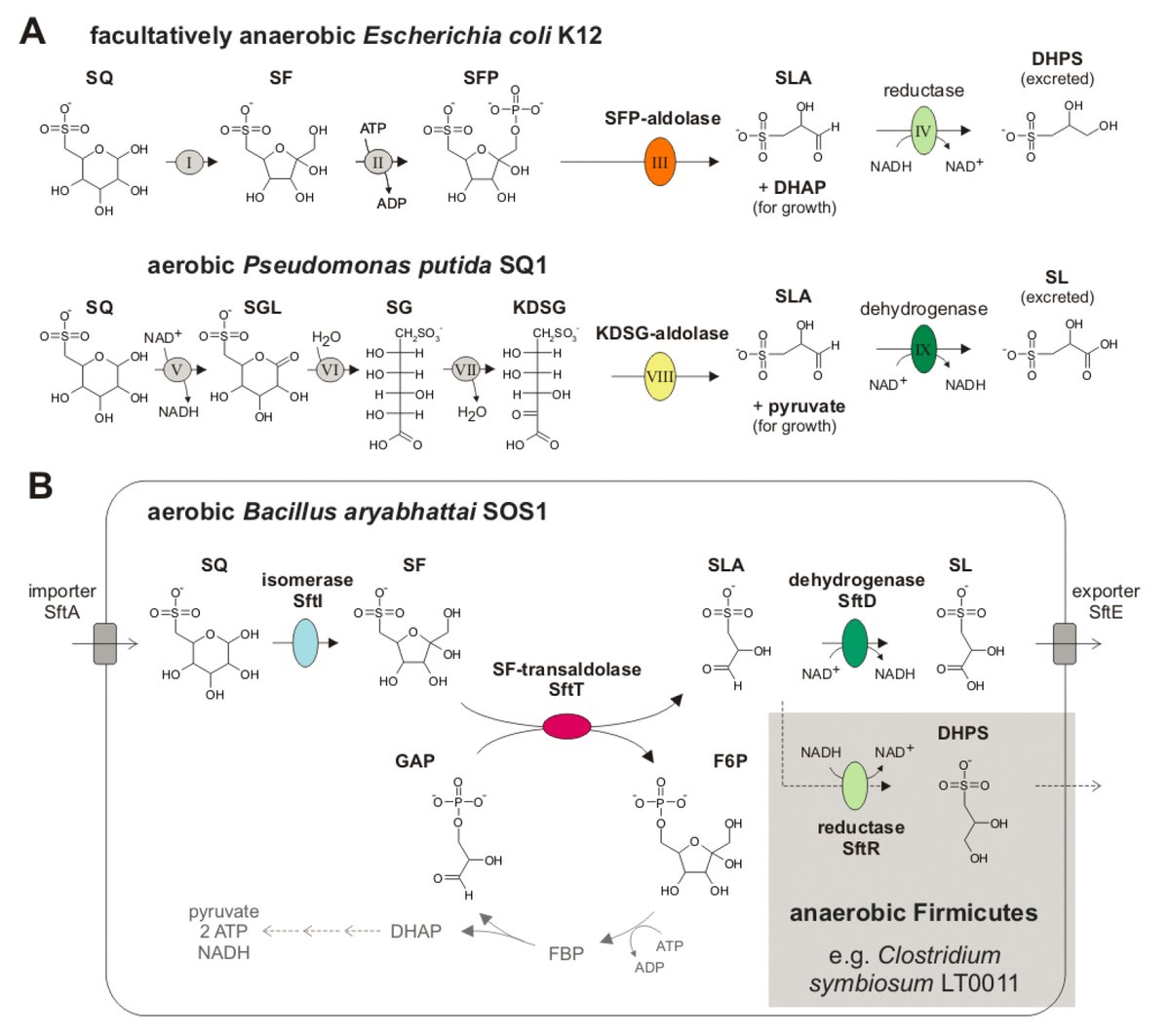 So how is all the  #sulfoquinovose in the environment and our guts degraded?Thanks to the work of team  @DSchleheckThree bacterial pathways for  #sulfoquinovose degradation (sulfoglycolytic pathways) are currently known