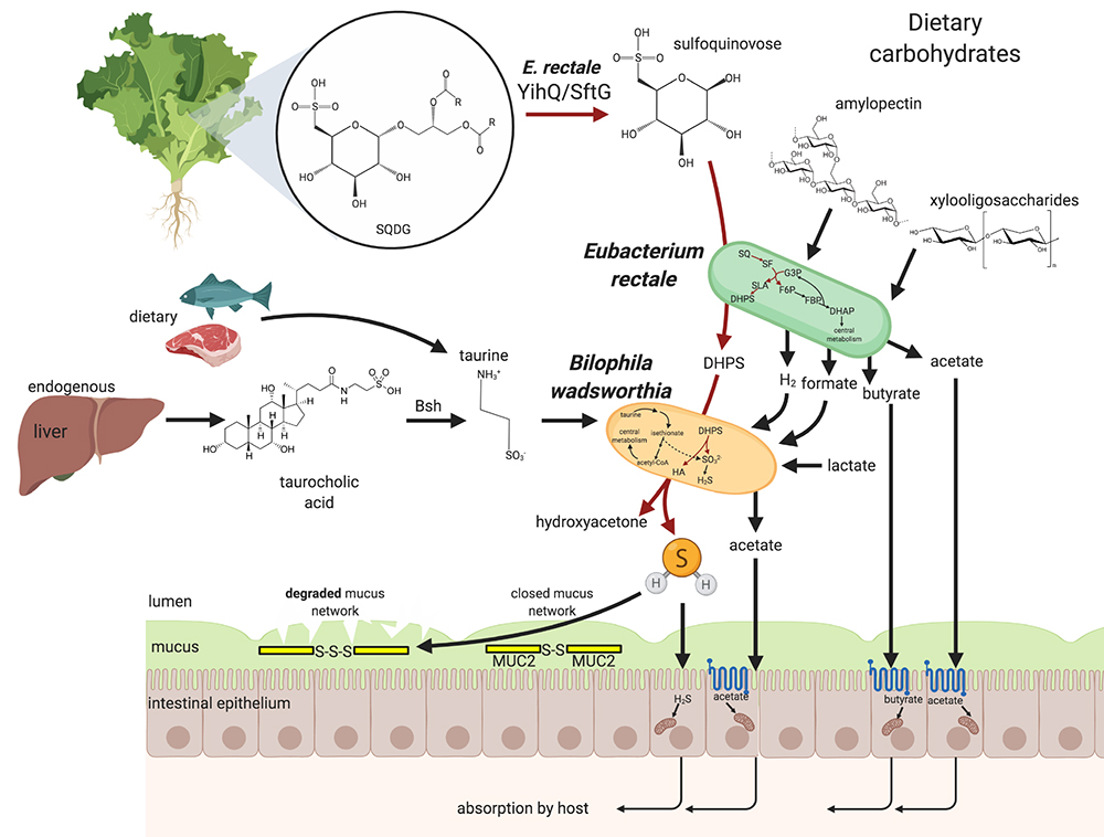 Eubacterium rectale and Bilophila wadsworthia cooperatively catabolize  #sulfoquinovose to acetate and  #H2S as main products in human fecal microcosms and in co-cultureInterspecies transfer of  #DHPS links a green diet with  #H2S production in the gut #spinach  #Popeye