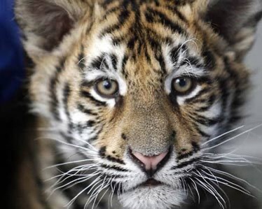 TigersAthletics's tweet photo. Happy 12th Birthday TOM III! 🥳

#GoTigersGo https://t.co/3cAPxMks8M