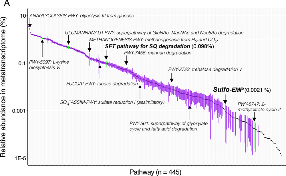 Across the fecal metatranscriptomes of many individuals #sulfoquinovose degradation was expressed prevalently and abundantly (top 33% of all microbial pathways)