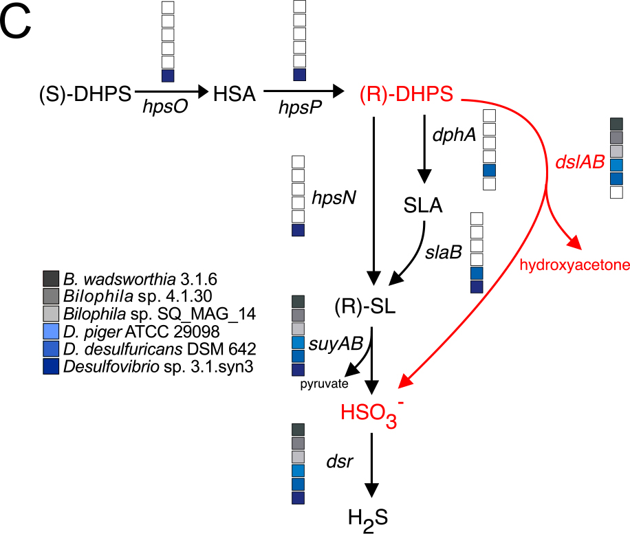 Bilophila utilizes  #DHPS as electron acceptor via a new oxygen-sensitive glycyl-radical enzyme that releases sulfite from DHPS for anaerobic respiration to  #H2S via the DsrABC pathwayThe DHPS sulfite-lyase cleaves  #DHPS into hydroxyacetone and  #sulfite https://www.researchsquare.com/article/rs-49676/latest