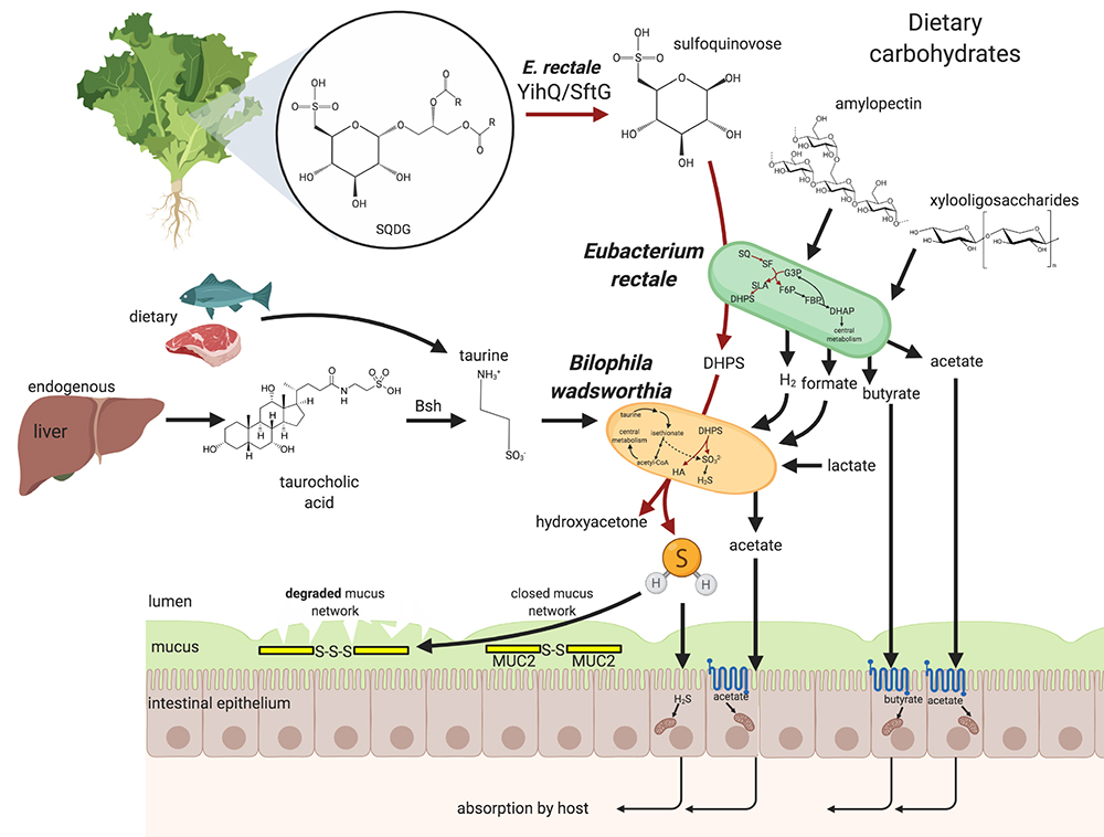 Thanks for reading!Keep in mind that  #sulfoquinovose metabolism is a core physiological attribute of the human gut that is likely modifiable by diet - think of  #Popeye  #spinach - and contributes to host health https://www.researchsquare.com/article/rs-49676/latest  #H2S  #acetate  #microbiome  #prebiotic