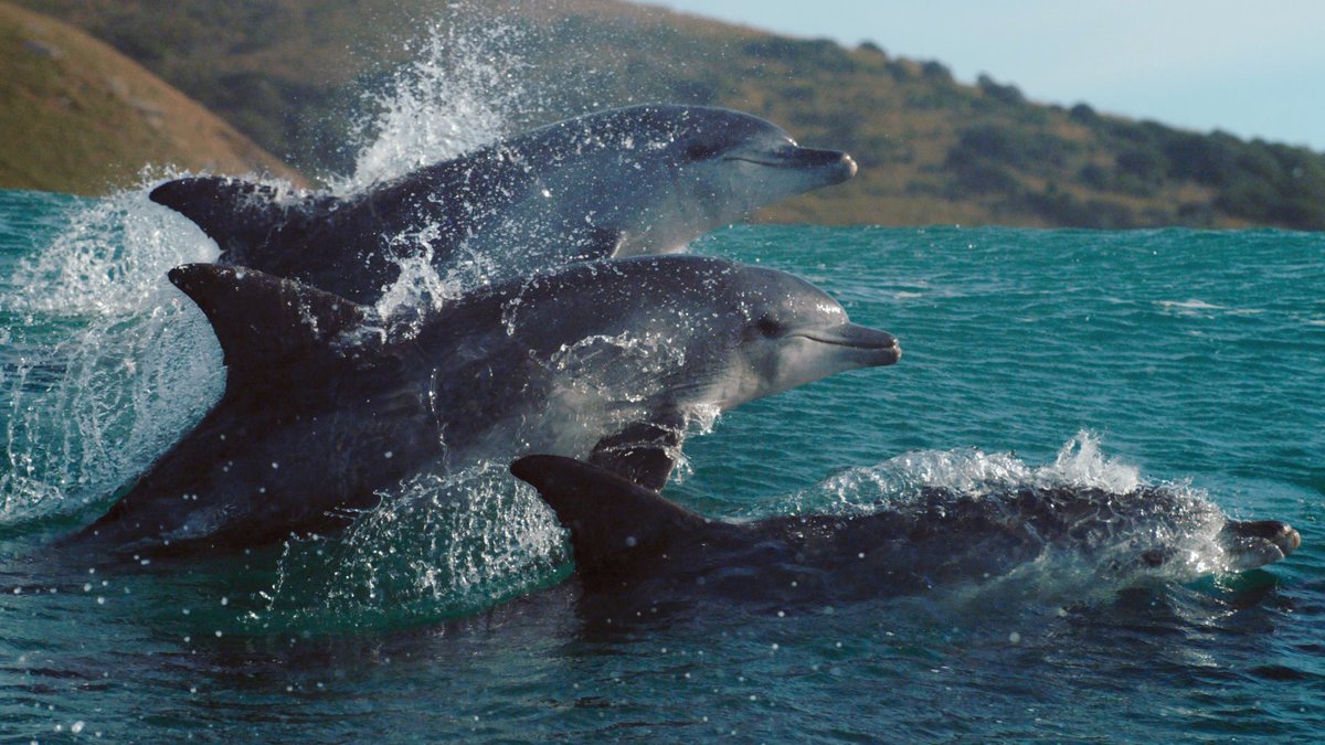 NWF's tweet image. From surfing dolphins to bird-eating fish, nature is constantly putting on a show. Witness nature’s ultimate power TONIGHT at 8pm ET on @BBCAmerica, @SundanceTV, @IFC, &amp;amp; @AMC_TV with support for @nwf and @musicares! 

 nwf.org/planetearthace…