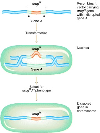 86) A genetic analysis textbook describes this process as follows: “Reverse genetics starts from a protein or DNA for which there is no genetic information and then works backward to make a mutant gene, ending up with a mutant phenotype.” https://www.ncbi.nlm.nih.gov/books/NBK21843/ 