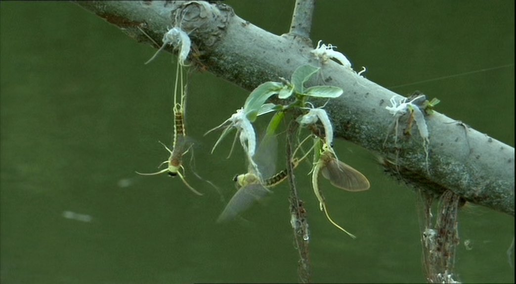 Mayflies: I have no mouth but I must fuck