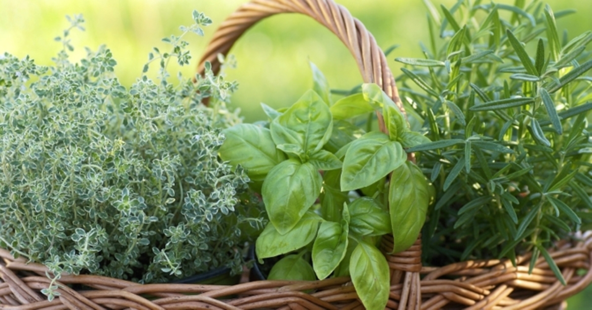 bloomiq's tweet photo. Herbs are a charming addition to any garden. Aside from the beauty of the plant, they're also imperative additions to making a flavorful meal! What's your favorite herb to cook with? #bloomiqtips #gardening #herbs https://t.co/GhuhTSJGmZ