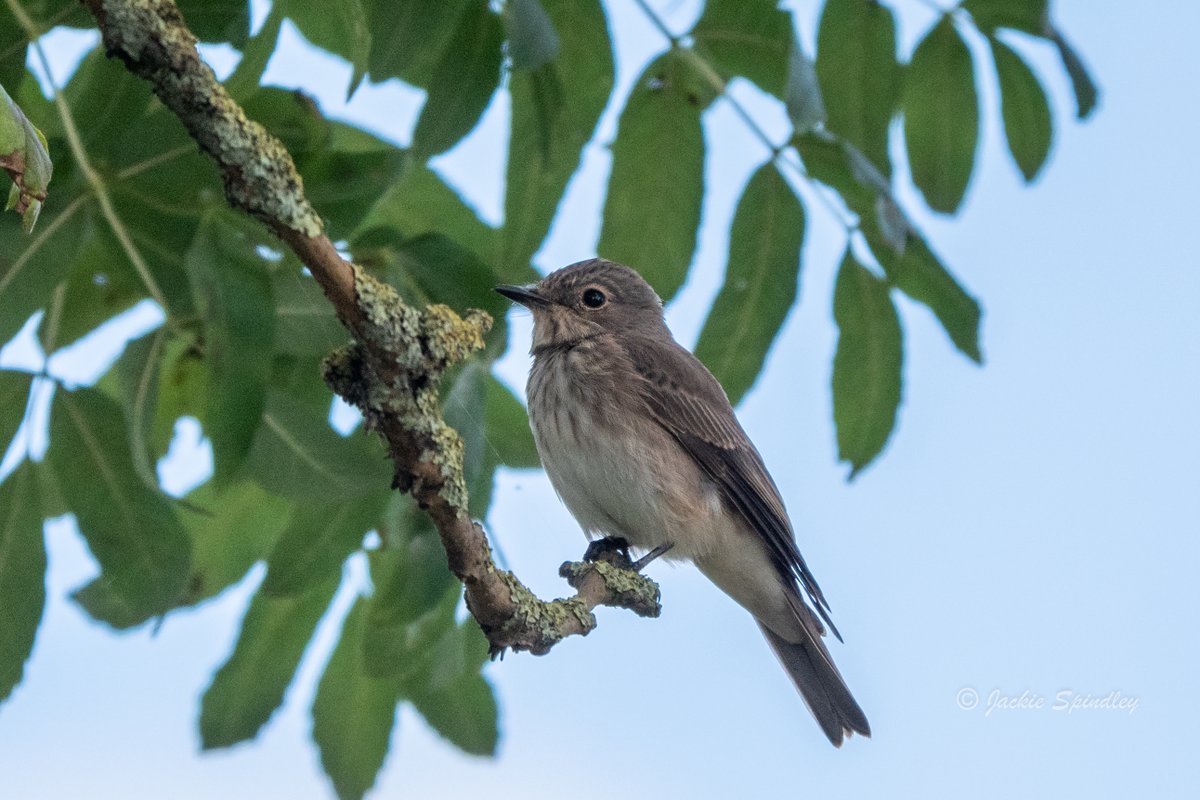 Today walk @Nottswildlife @NottsBirders #monspool @Natures_Voice @BBCSpringwatch @WildlifeMag #Spottedflycatcher ?