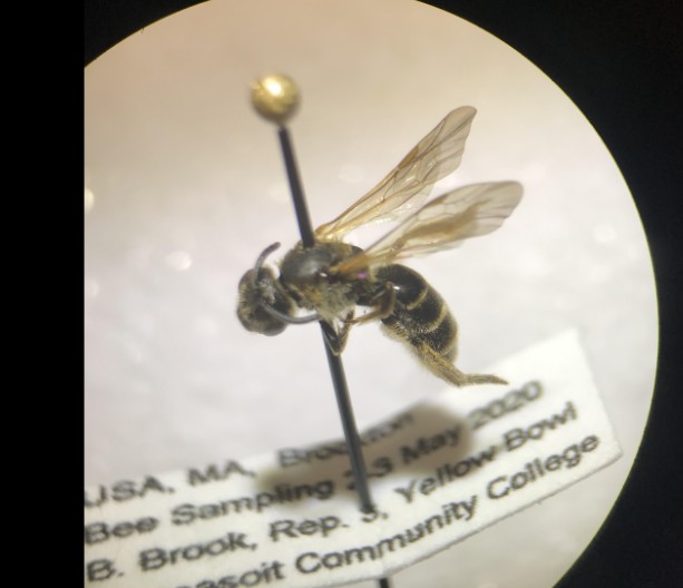 MassasoitSTEM's tweet photo. A ubiquitous bee in Massachusetts, the genus Lasioglossum are called sweat bees because they have been observed drinking human sweat.
#MassasoitSTEM #BeeThere https://t.co/HrcEX3TWOL