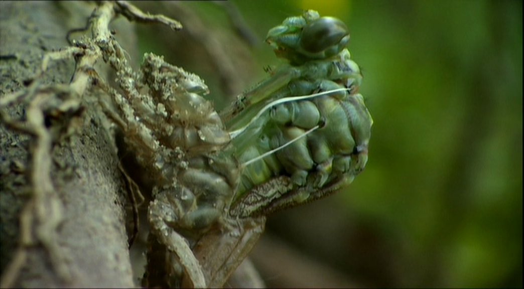 Not sure I knew this about dragonflies