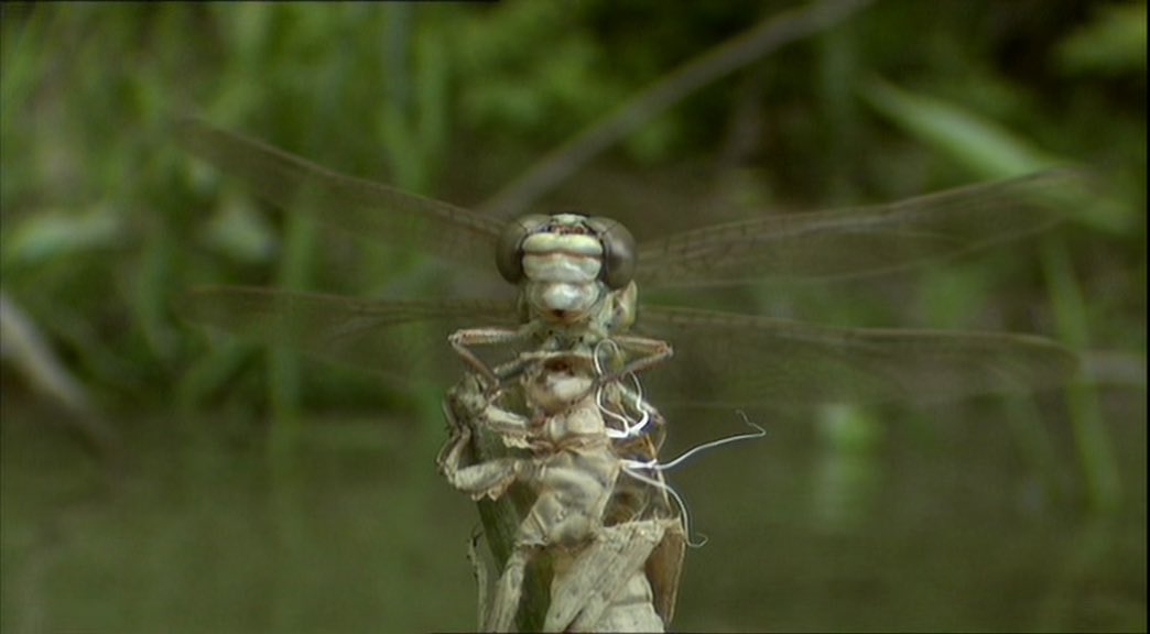 Not sure I knew this about dragonflies