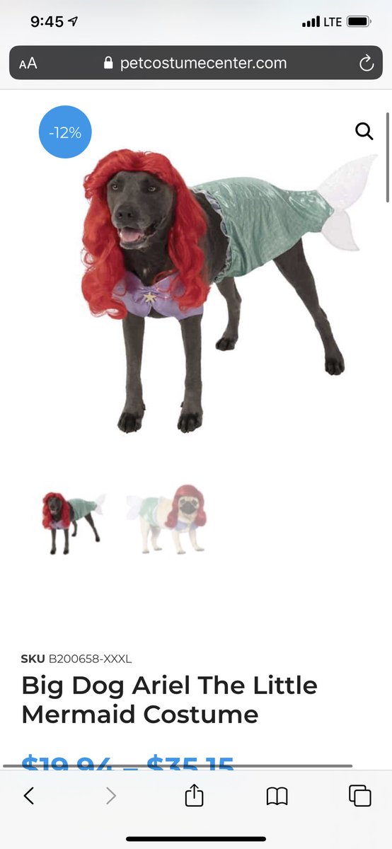 AshPratte's tweet photo. In case anyone needs a Monday AM laugh, here are some #dogsinwigs 😂🐾 https://t.co/6kmlqmMOXn