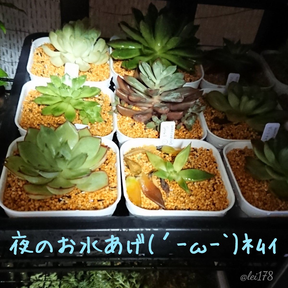 ちまちま多肉植物生活