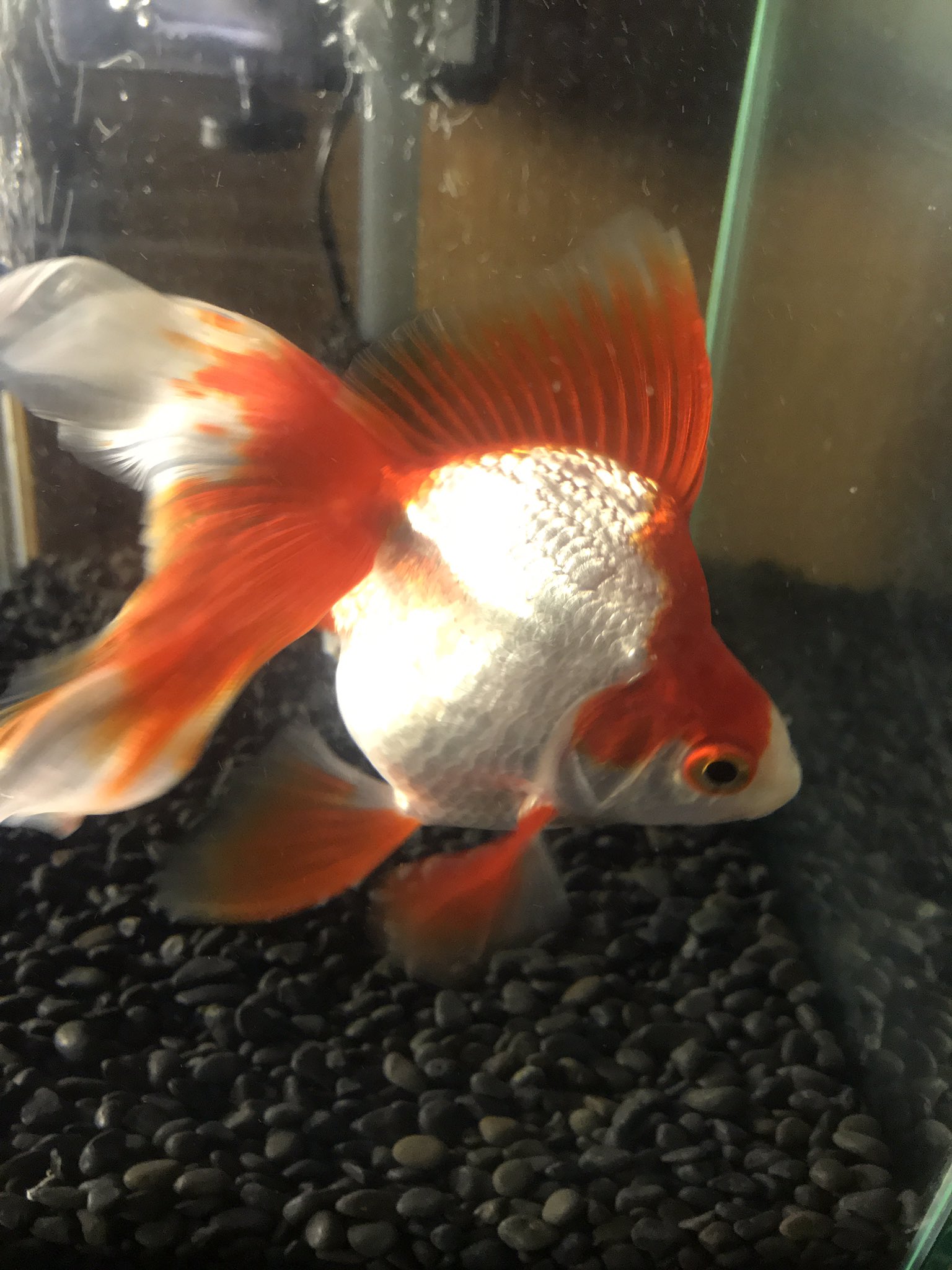 江戸川琉金 Twitter Search Twitter