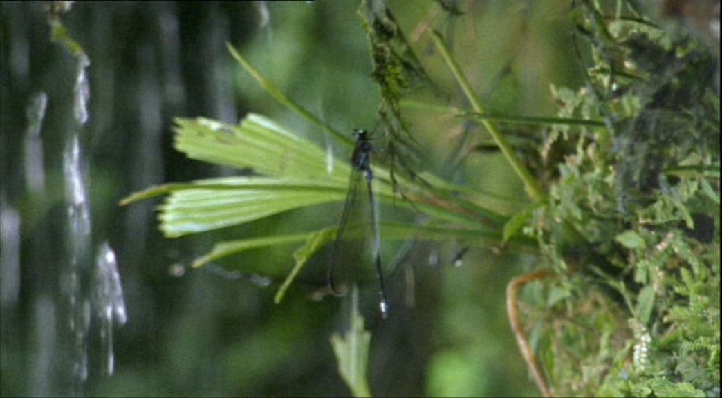 These damselflies show off to prospective mates by stunting through waterfalls