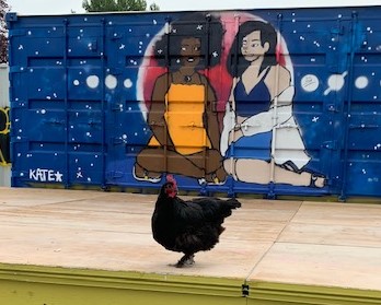 Calgary Backyard Chickens tweet media