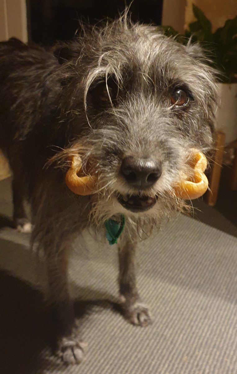 #tourdog Izzy ready for tonight's stage complete with her own #toursnacks