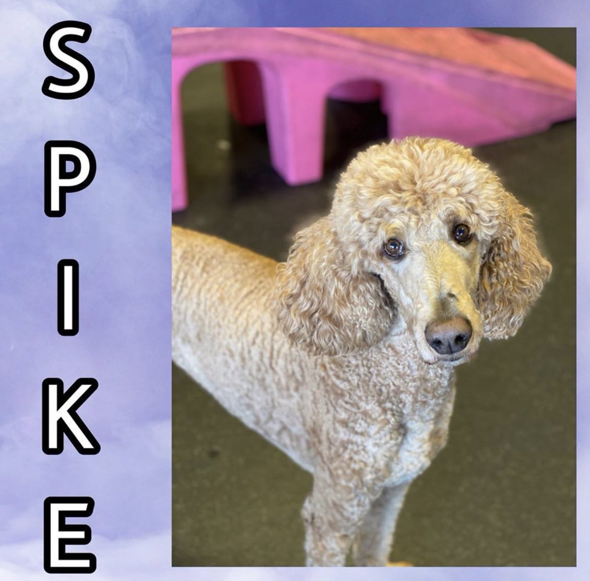 If you’re going on vacation give Modern Pet Salon a call! They have boarding so you know your pet is safe and happy❤️