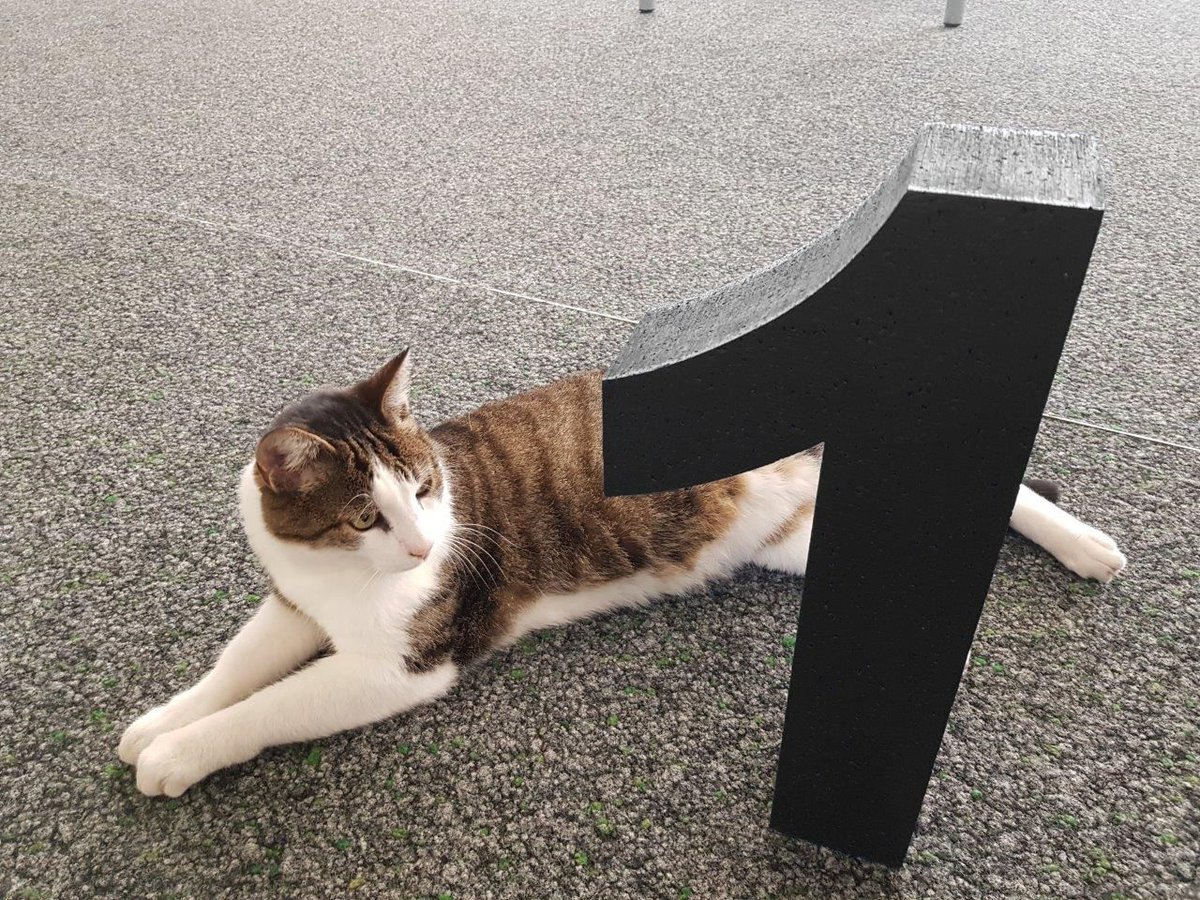 Eins. Eins wie eine Campus-Katze 😻 oder eine Hochschule. Aus Drei wird Eins.

Folge uns auf <a href="/ost_fh/">OST – Ostschweizer Fachhochschule</a> 

#countdown #ost #ostschweizerfachhochschule #ausdreiwirdeins #campuscat #elvis #catcontent #fusion