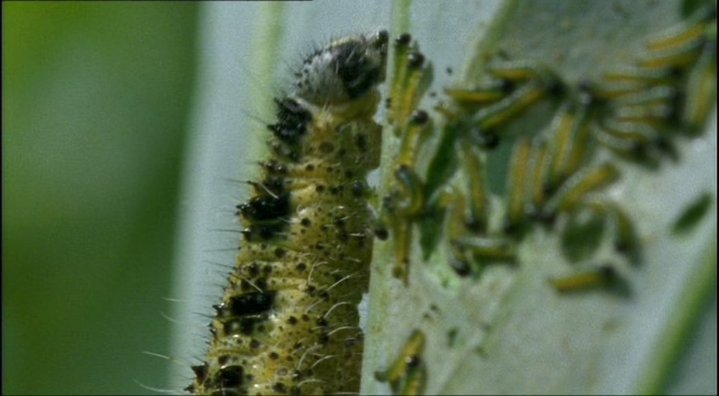 The scale between new and grown caterpillars is wild