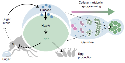 RibeiroCarlitos's tweet photo. Congratulations @ZitaCarvalhoSa1 
@ritacardosof @CeliaBaltazar2 @TastekinIbrahim and Ana Paula for their fantastic paper on #metabolism reprogramming and #sugar #appetite @NatMetabolism
https://t.co/jyNUBQLr6o > This is about how metabolic needs of organs control appetite 1/n https://t.co/2803jjfQij