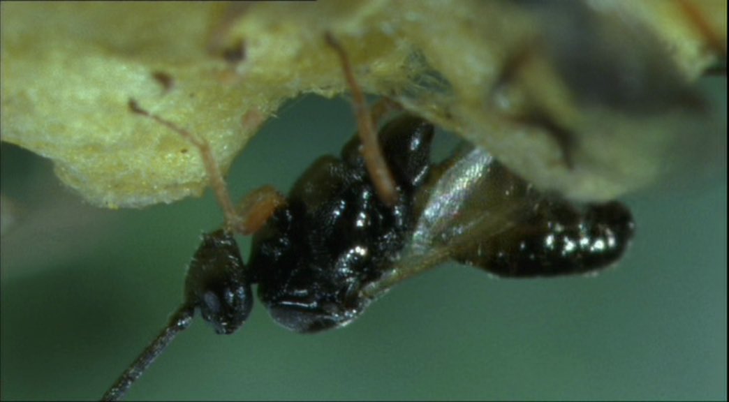CW gross parasitic wasp larvae 2