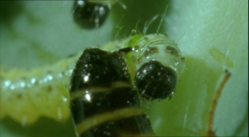 CW gross parasitic wasp larvae