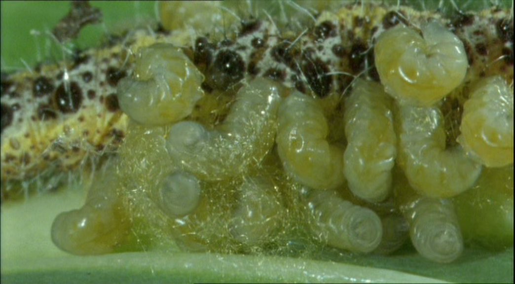CW gross parasitic wasp larvae