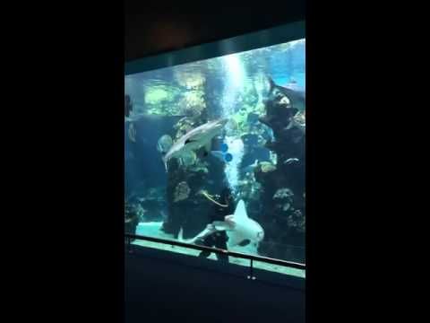 westmuse's tweet image. Start your Monday morning off right with this little #MomentOfZen.
youtu.be/OtwGVf2CeNM
#zebrashark #diver #fish #fun