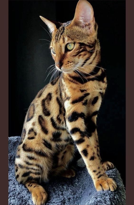Aoi as cats, a threadi know you needed it