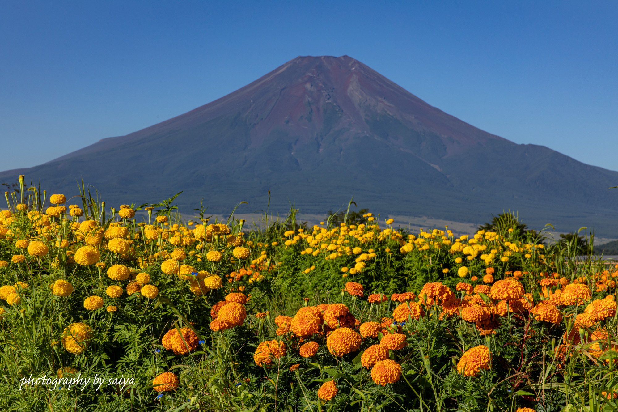 サイヤマン 年8月の富士山 多忙の中なんとか一回のみですが出撃できました 高台から赤富士 マリーゴールドと富士 新倉山の鳥居と富士 T Co 5df5ukc0qd Twitter
