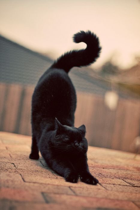Aoi as cats, a threadi know you needed it
