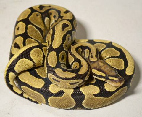 CharmingDisastr's tweet image. # 11 THE VANILLA BALL PYTHON
The first constrictor in our list
For the record, I think snake morphing has gone way too far. Too unhealthy for the species and too fucking “pretty” #vanillaballpython