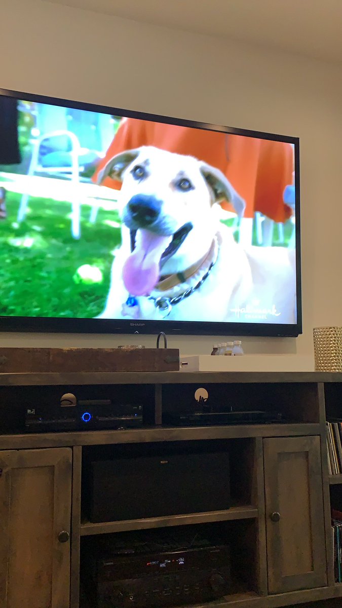 Look at the smile on this baby!! Honey is now living her best life thanks to the rescues that made up #TailsOfJoy2 <a href="/hallmarkchannel/">Hallmark Channel</a> <a href="/AdoptEverAfter/">AdoptionEverAfter</a> 

Had a rescue changed your life?